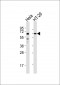 GBP3 Antibody